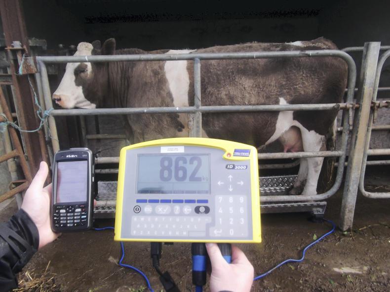 CB7004: Weighing Animals